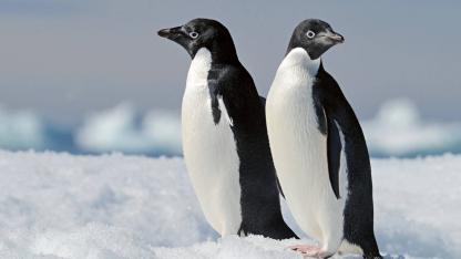 Zwei Pinguine in einer Schneelandschaft